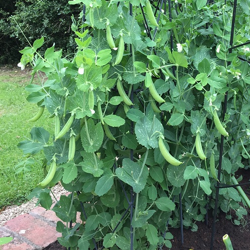 Pea Petit Pois Petit Provencal